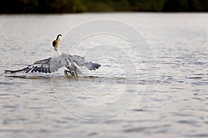 White-Necked Heron, ardea cocoi, Adult fishing in River, Los Lianos in Venezuela