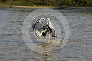 White-Necked Heron, ardea cocoi, Adult in Flight, Fishing, Los Lianos in Venezuela