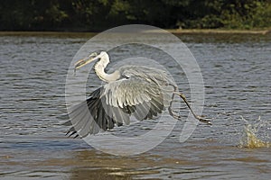 White-Necked Heron, ardea cocoi, Adult in Flight, Fishing, Los Lianos in Venezuela