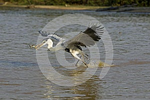 White-Necked Heron, ardea cocoi, Adult in Flight, Fishing in River, Los Lianos in Venezuela