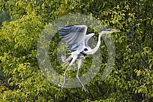 White-Necked Heron, ardea cocoi, Adult in Flight, Los Lianos in Venezuela