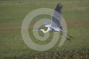 White-Necked Heron, ardea cocoi, Adult in Flight, Los Lianos in Venezuela