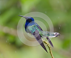 White-necked Jacobin Bathing In The Rain