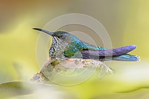 White necked Jacobin breeding on nest