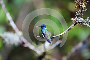 White-necked jacobin  in Ecuador