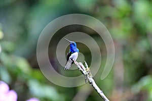 White-necked jacobin  in Ecuador