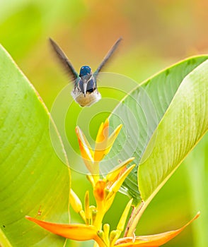 White-necked Jacobin in flight