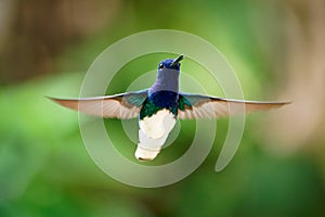 White-necked jacobin - Florisuga mellivora also great jacobin or collared hummingbird, Mexico, south to Peru, Bolivia and south
