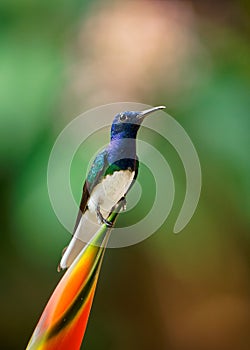 White-necked jacobin - Florisuga mellivora also great jacobin or collared hummingbird, Mexico, south to Peru, Bolivia and south