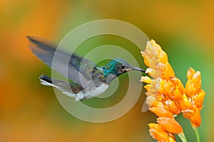 White-necked Jacobin, Florisuga mellivora, blue and white little bird hummingbird flying next to beautiful yellow flower with gree