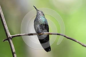 White-necked Jacobin Florisuga mellivora photo