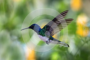 White-necked jacobin hovering in the air, caribean tropical forest, Trinidad and Tobago, bird on colorful clear background