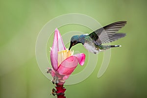 White-necked jacobin hovering drinking nectar from favourite pink flower. Animal behaviour. Ecuador,hummingbird
