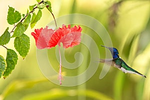 White-necked jacobin hovering next to red ibiscus flower, bird in flight, caribean tropical forest, Trinidad and Tobago