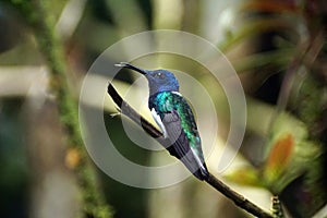 White-necked jacobin hummingbird