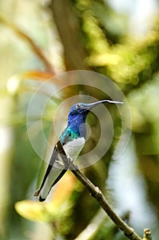 White-necked jacobin hummingbird