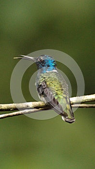 White-necked jacobin hummingbird