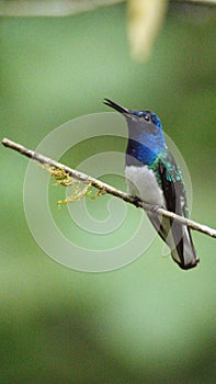 White-necked jacobin hummingbird