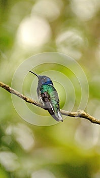 White-necked jacobin hummingbird