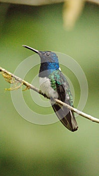 White-necked jacobin hummingbird