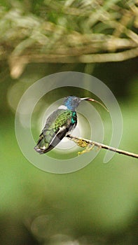 White-necked jacobin hummingbird