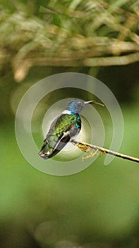 White-necked jacobin hummingbird