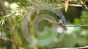 White-necked jacobin hummingbird