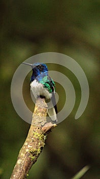 White-necked jacobin hummingbird