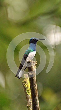 White-necked jacobin hummingbird