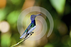 White-necked Jacobin Hummingbird 837826