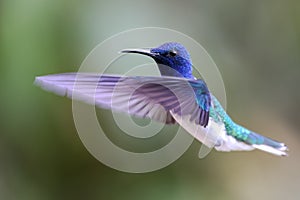 White-necked jacobin - Hummingbird in blue, green and white in flight