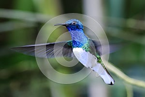 White-necked jacobin - Hummingbird in blue, green and white in flight