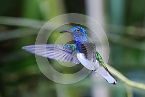 White-necked jacobin - Hummingbird in blue, green and white in flight