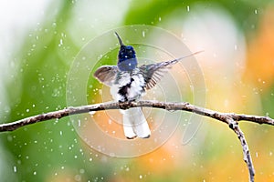 A White-necked jacobin hummingbird dancing in the rain with raindrops