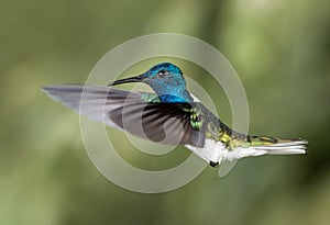 White-necked Jacobin hummingbird in flight
