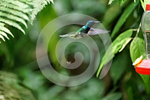 White-necked jacobin hummingbird in flight