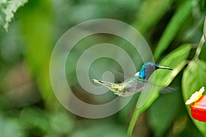 White-necked jacobin hummingbird in flight