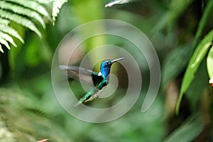 White-necked jacobin hummingbird in flight