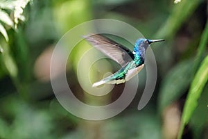 White-necked jacobin hummingbird in flight