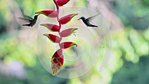 White Necked Jacobin Hummingbird (florisuga mellivora), Bird Flying in Flight and Feeding and Drinki