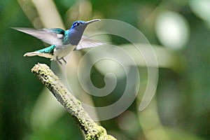 White-necked jacobin hummingbird taking flight