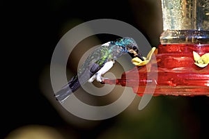 White-necked Jacobin Immature   843470