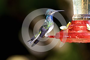 White-necked Jacobin Immature   843471