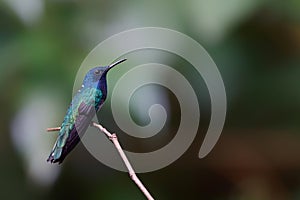 The white-necked jacobin in the rainforest