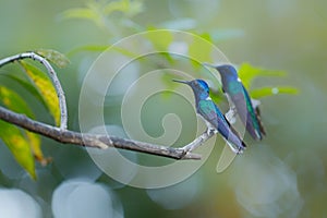 The white-necked jacobin in the rainforest