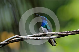 The white-necked jacobin in the rainforest