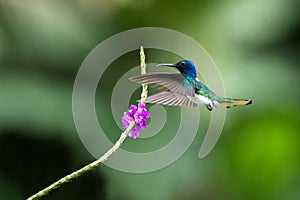 White-necked jocobin hovering next to violet flower, bird in flight, tropical forest, Brazil, natural habitat