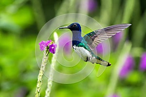 White-necked jocobin hovering next to violet flower, bird in flight, tropical forest, Brazil, natural habitat