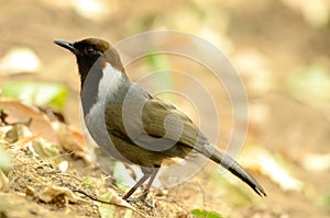 White-necked laughingthrush