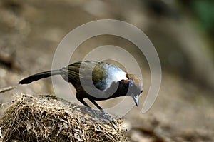 White-necked laughingthrush